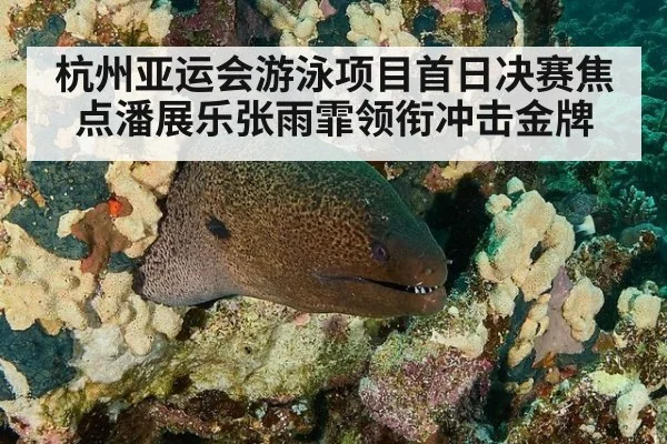 杭州亚运会游泳项目首日决赛焦点潘展乐张雨霏领衔冲击金牌